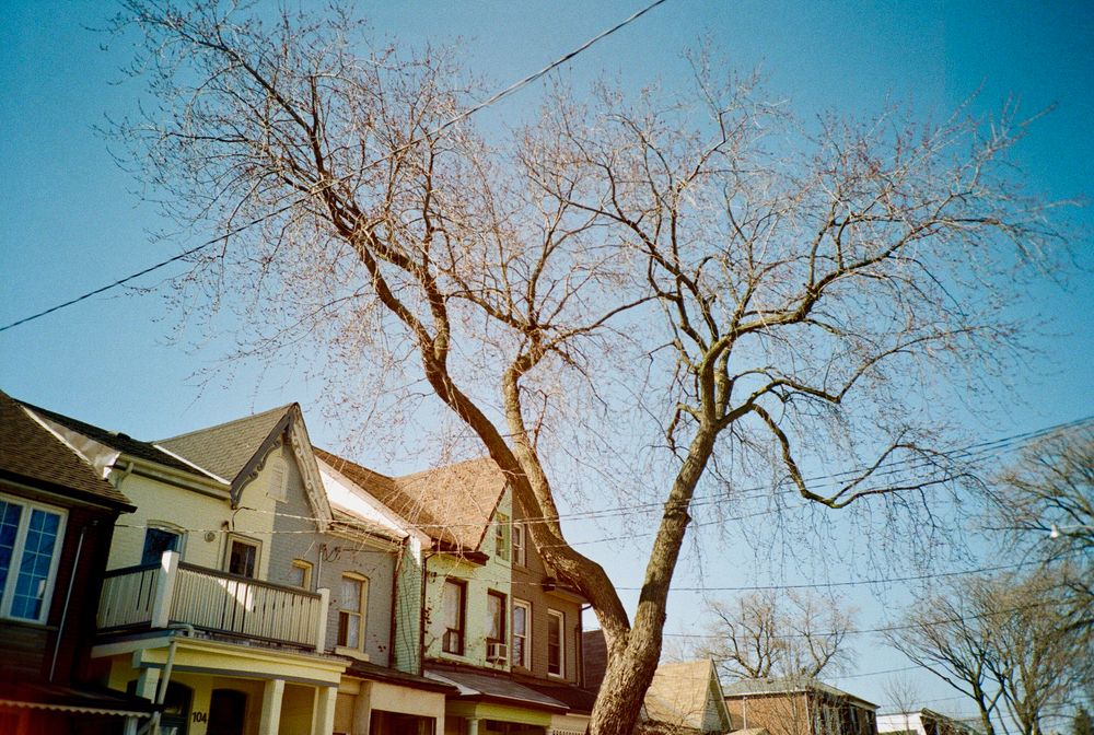Row of older two-storey houses under a large bare tree and a blue sky